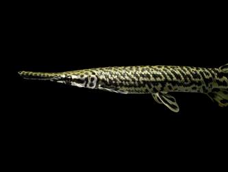 Gars are an ancient lineage of fishes. New research linked their slow rates of molecular evolution to low rates of speciation, studying their ability to produce hybrids (pictured). The research suggests gars may have a strong DNA repair mechanism, with implications for medical research and human health. Credit: Solomon David